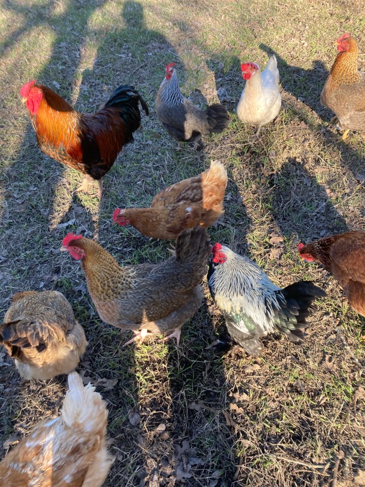 several backyard chickens enjoying the sun and lawn