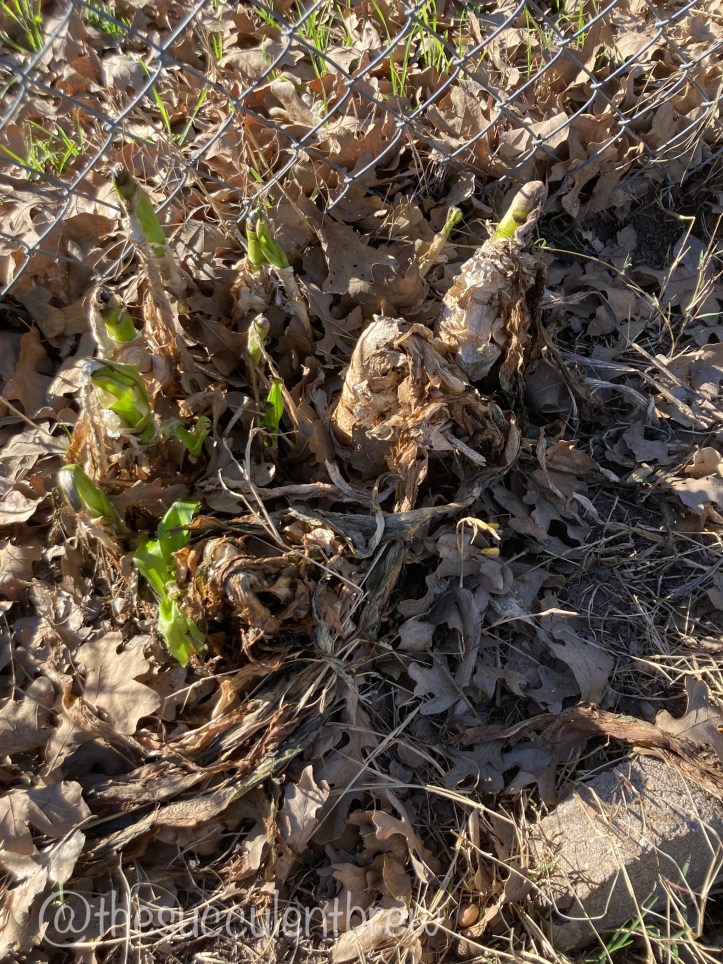 stems pushing up from the ground