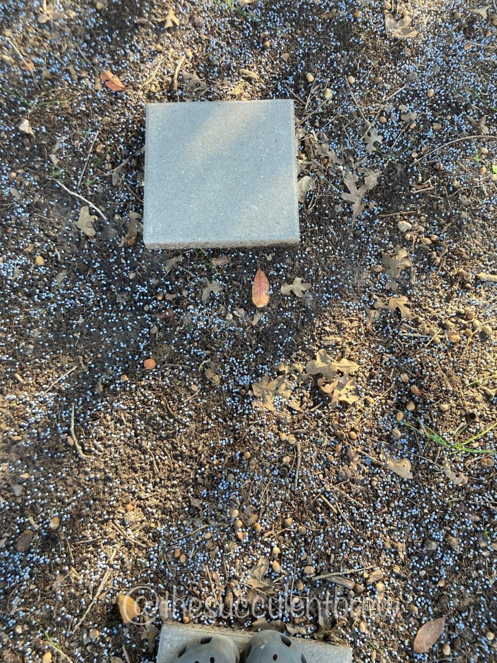 paving stone with cedar tree berries scattered on the groun